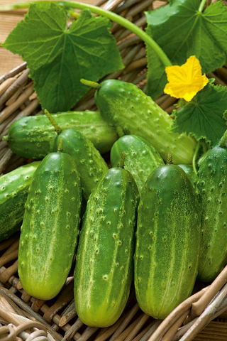Pepino - Polan F1 - Cinta de semillas - Pepinos de alto rendimiento, fáciles de plantar en cinta