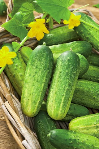 Cucumber - Krak F1 - Pelleted Seeds - Crisp Texture, Sweetly Refreshing