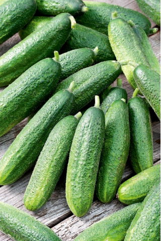 Uhorka "Partner F1" - pre pestovanie skleníkov, tunelov a polí - SEED TAPE - Cucumis sativus - semená