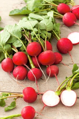 Radish "Rowa" - 425 de semințe - Raphanus sativus L.
