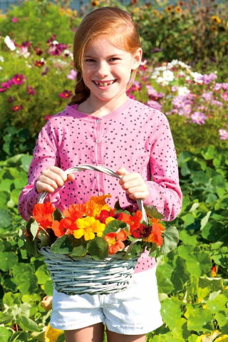 Happy Garden - "Colorful Garden Nasturtium" - Benih yang boleh dibesarkan oleh kanak-kanak! - 24 biji - Tropaeolum majus