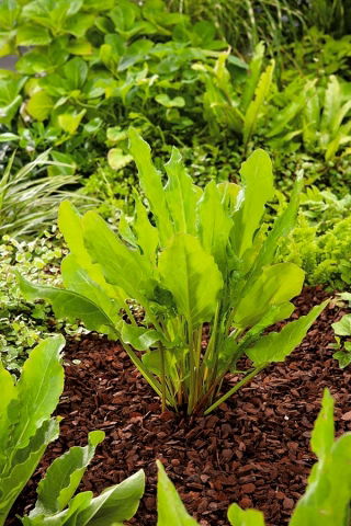 Veldzuring – Belleville - 1600 zaden - Rumex acetosa