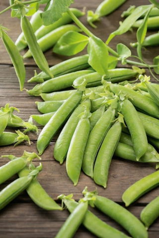 Wrinkled Pea Gloriosa seeds - Pisum sativum