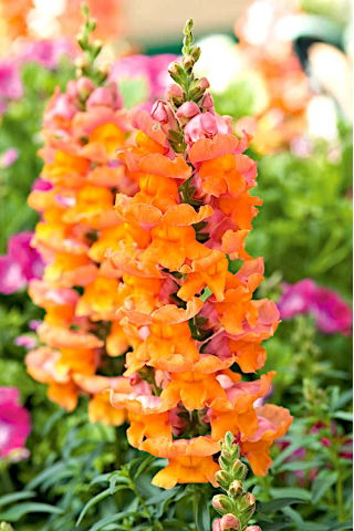Dragón común "Salmina" - cultivar híbrido rosa salmón - 