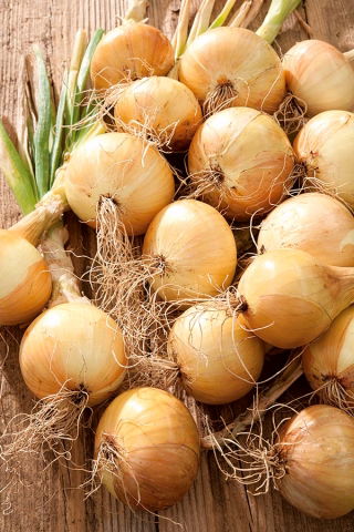 Onion "Cordia F1" - medium late variety