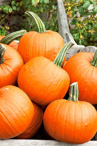 BIO Squash "Jack O 'Lantern" - gecertificeerde biologische zaden - 