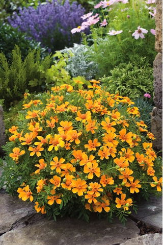 Tagetes patula - La Bamba - Tagetes patula L. - semi