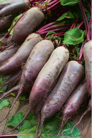 Beetroot "Kier" - silinder, akar panjang - 500 biji - Beta vulgaris - benih