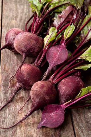 Rote Rüben, Beete "Patryk" – PILLENSAAT