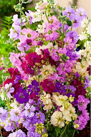 Stock ‘Mixed Colours’ seeds - Matthiola incana annua - 300 seeds