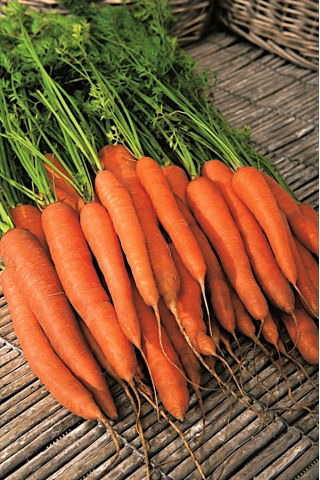 Carotte - Scarla - Daucus carota - graines