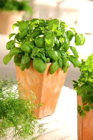 Mini garden - Green basil - untuk budaya balkon dan teras - Ocimum basilicum  - biji