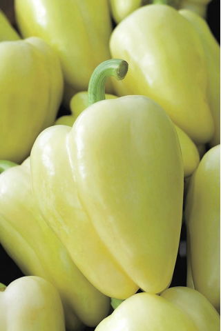 Paprikát - Bianca F1 - 7 magok - Capsicum L.