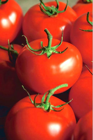Tomate - Ondraszek - Lycopersicon esculentum Mill  - sementes