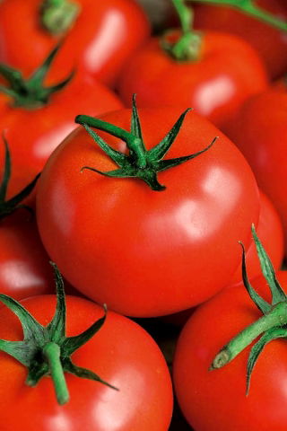 Tomate - Płomień - Lycopersicon esculentum - graines