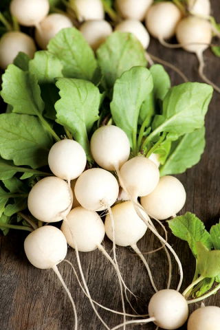 Hónapos retek – Snowball - fehér - 850 magok - Raphanus sativus L.