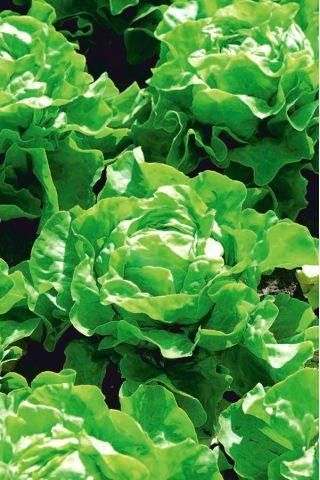 חסה עוף "קאסיני" - Lactuca sativa L. var. Capitata - זרעים