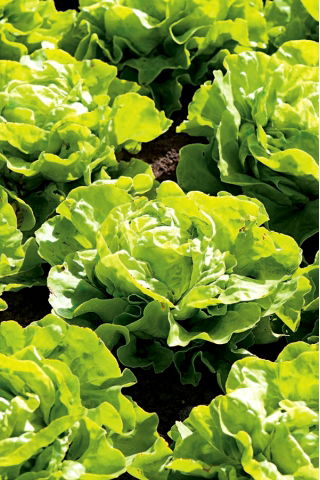 Lettuce "Saba" - for all-year cultivation - 900 seeds