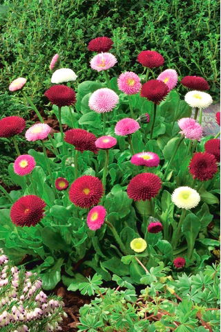 Margheritina - rosa - 600 semi - Bellis perennis