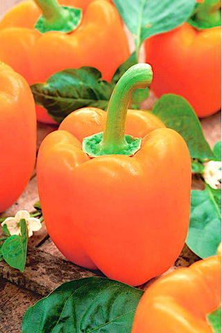 Sladký pomerančový pepř „Etude“ - 10 g -  Capsicum annuum - semena