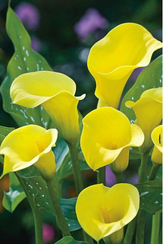Zantedeschia, кала лилия крем - луковица / грудка / корен