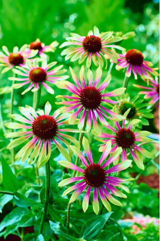Ехинацея, Coneflower Green Envy - луковица / грудка / корен - Echinacea purpurea