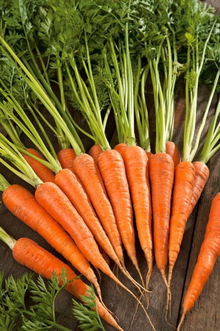 морковь Norton -  Daucus carota - Norton - семена