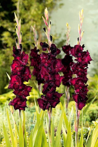 Gladiolus Black Star – 9 bulbs in a pot; sword lily