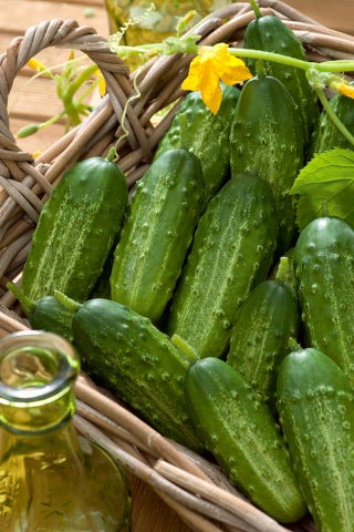 Gurke 'Gomes' - mittelfrühe, äußerst produktive Sorte, ideal für kurzes Einlegen - 