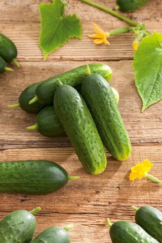 Salad cucumber  'Tomasz' - early variety for cultivation under covers