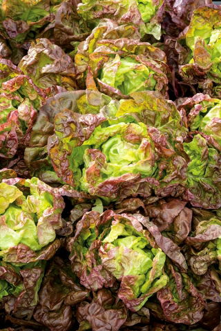 Roter Kopfsalat 'Mira' - 
