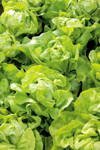 салат-латук - Nawojka -  Lactuca sativa - Nawojka - семена