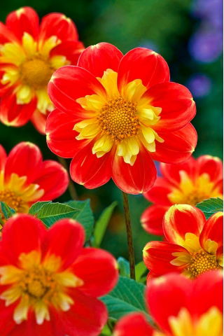 Dahlia "Pooh Swan-Island"