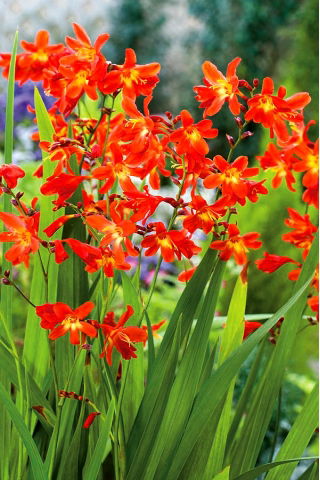 Crocosmia "Red King" - rood - 10 stuks; montbretia - 