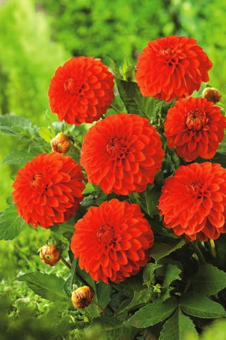 Dahlia "Happy Halloween"