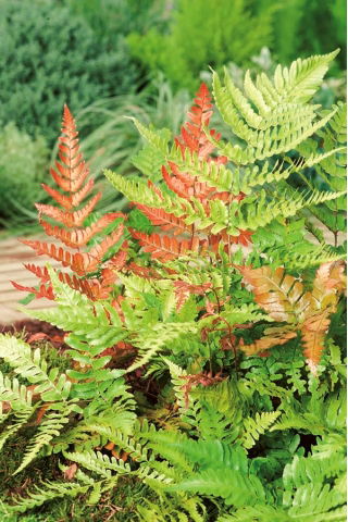 Orientalisk ladyfern - Brillance Höst - plantor; Japansk målad ormbunke