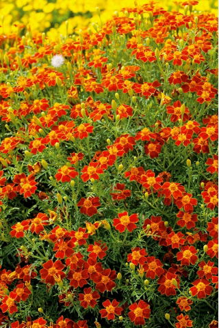 Marigold Kırmızı Gem tohumları - Tagetes tenuifolia - 600 tohum