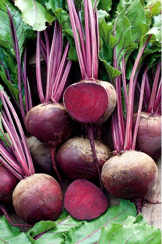 Rdeča pesa "Granata F1" - Beta vulgaris - semena
