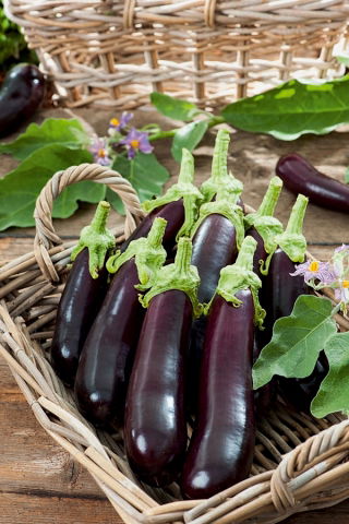 Aubergine - Avan F1 - Solanum melongena - frön