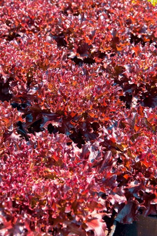 Laitue - Redin - 900 graines - Lactuca Sativa L. var. capitata