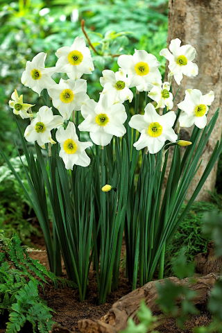 Jonquille, narcisse 'Sinopel' - grand paquet - 50 pcs