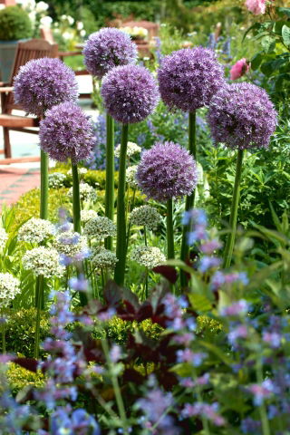 Cebolla ornamental Round 'n Purple - ¡paquete grande! - 10 piezas