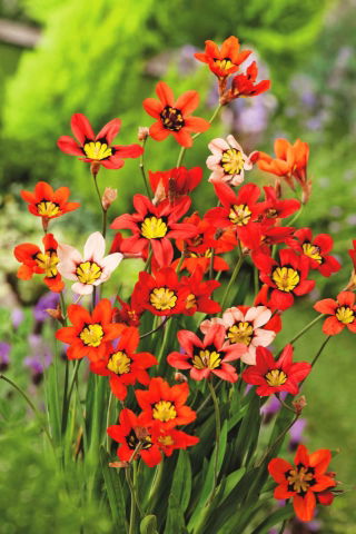 Harlekinblume - verschiedene Farben - großes Paket! - 200 Stück; Sparaxis