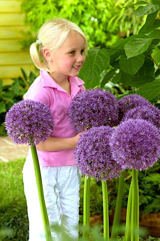 Cebolla ornamental Round 'n Purple - ¡paquete grande! - 10 piezas