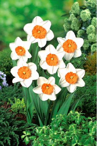 Narcis, narcis 'Professor Einstein' - grootverpakking - 50 st - 