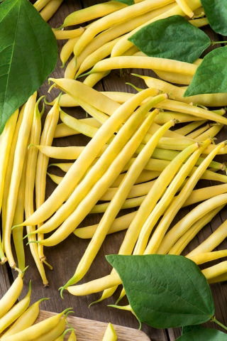 黄四季豆海报 - 