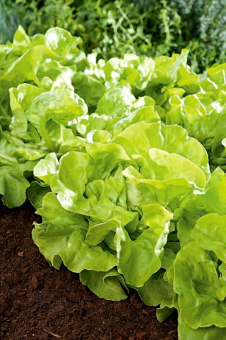Lechuga de cabeza Milly - Elena - 