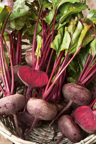 Red beetroot Egyptian - flattened, discus shaped roots - SEED TAPE WITH HYDROGEL