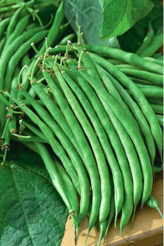 Fagiolo "Jagusia" - NANO-GRO - aumenta il volume del raccolto del 30% - 