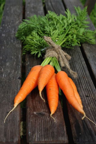 Havuç "Berlikumer 2 - Mükemmellik" - NANO-GRO - hasat hacmini% 30 artırır - 
